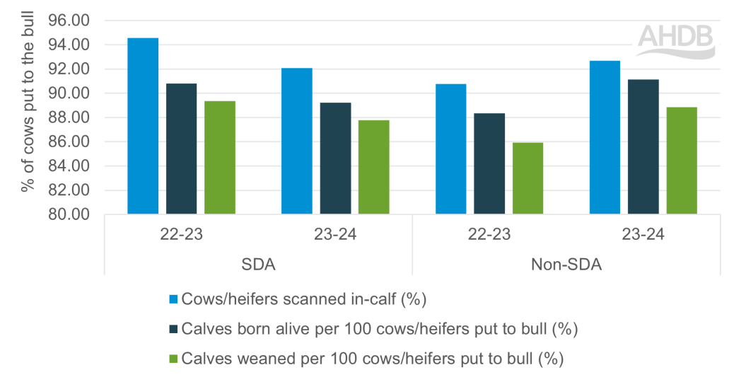 Chart showing scanning to weaning KPIs for SDA and non SDA suckler herd 2022-23 to 2023-24